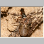 Agenioideus cinctellus - Wegwespe mit Spinne 01i - Sandgrube Niedringhaussee.jpg
